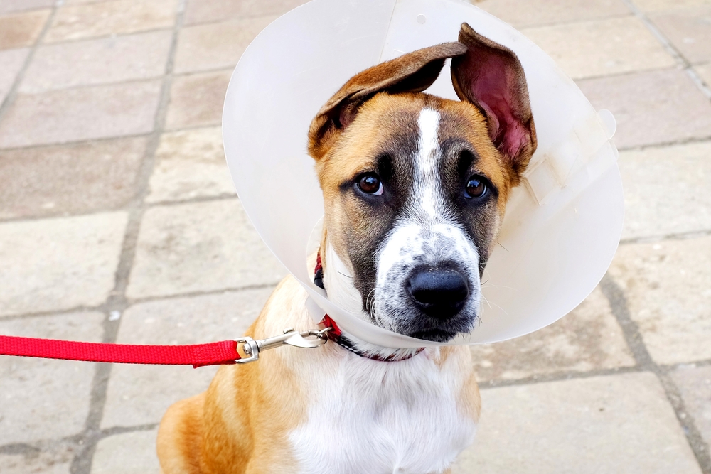 How Much Does It Cost To Neuter A Dog?