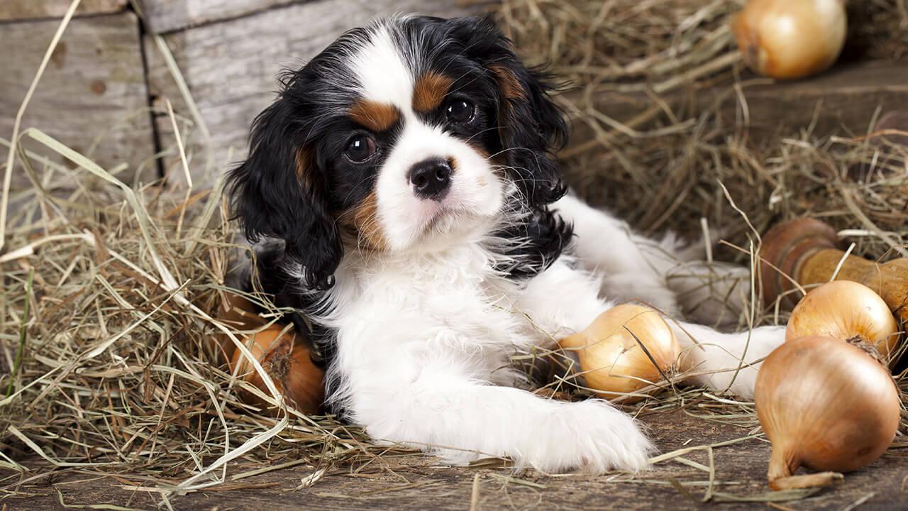 how much onion is toxic to dogs