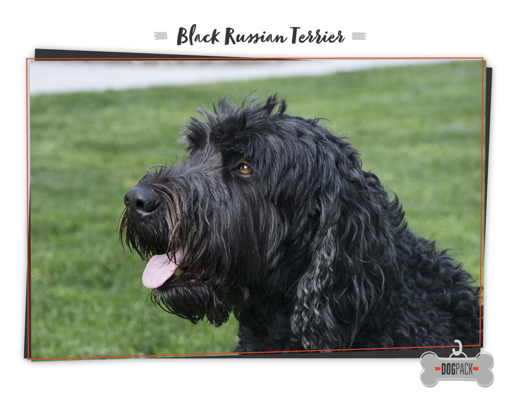 Worlds Largest Dog Breeds To Snuggle