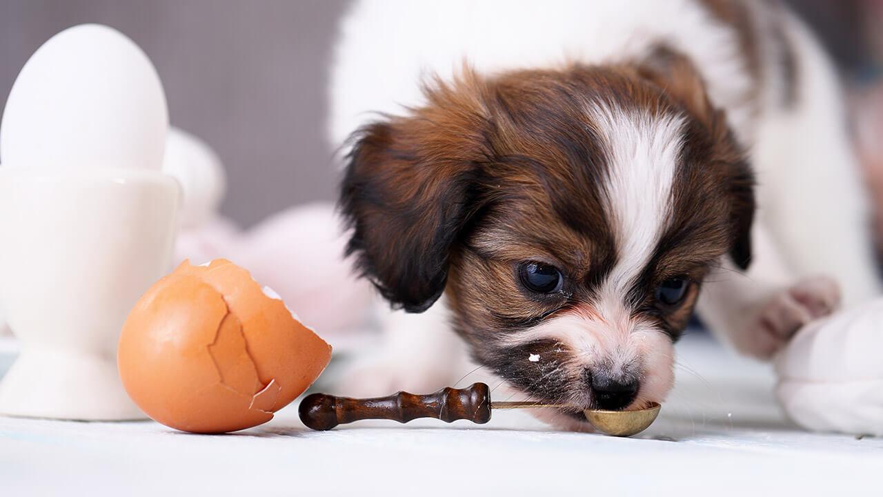 eggs ok for dogs