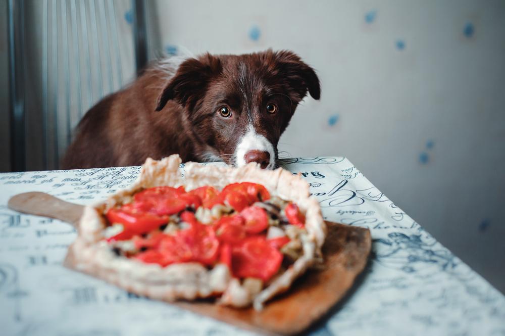 Can Dogs Eat Tomatoes? Read This Before You’re Red In The Face
