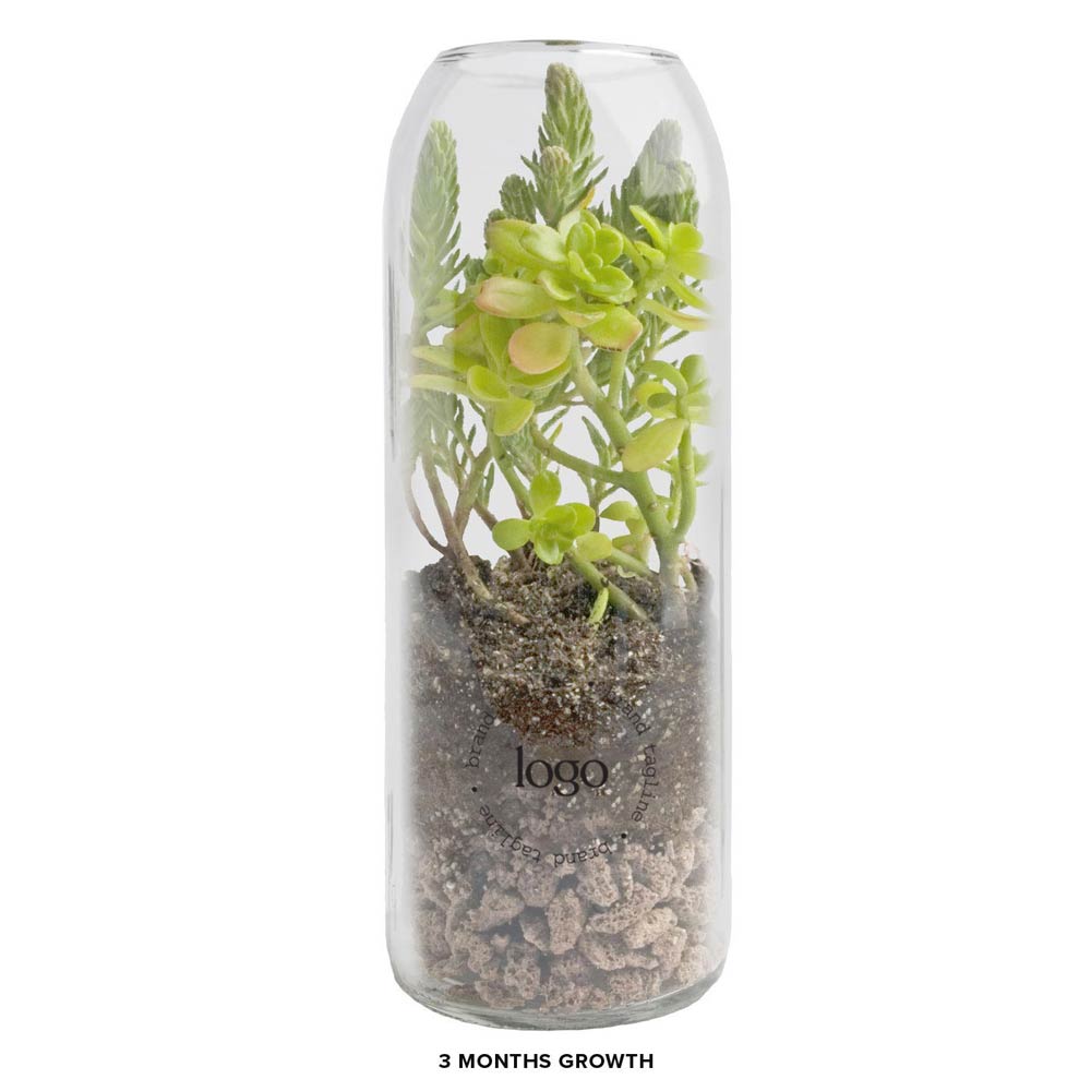 303140 bottle terrarium sedum one color one location imprint full color label