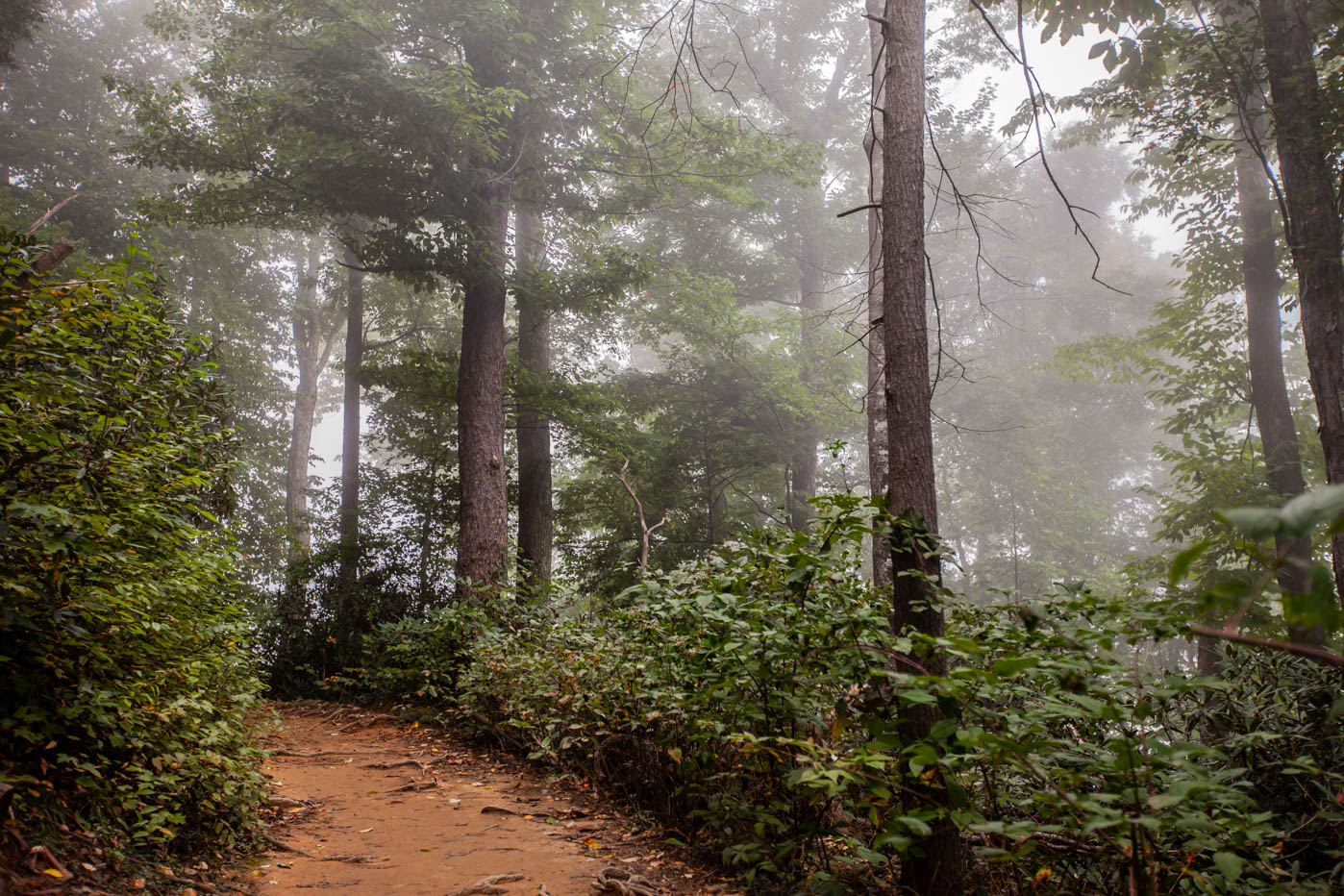 Great Smoky Mountain National Park Hike to Grotto Falls #vezzaniphotography