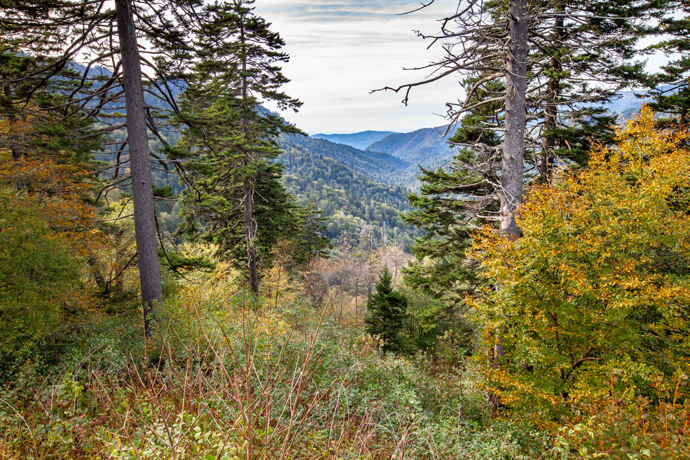 Parking at Mp14.4, Tennessee 37738 - Must See Locations Along Newfound Gap Road at Great Smoky Mountains National Park #vezzaniphotography