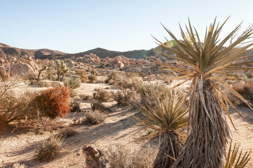 How to Find Arch Rock at Joshua Tree National Park #besthikes #vezzaniphotography