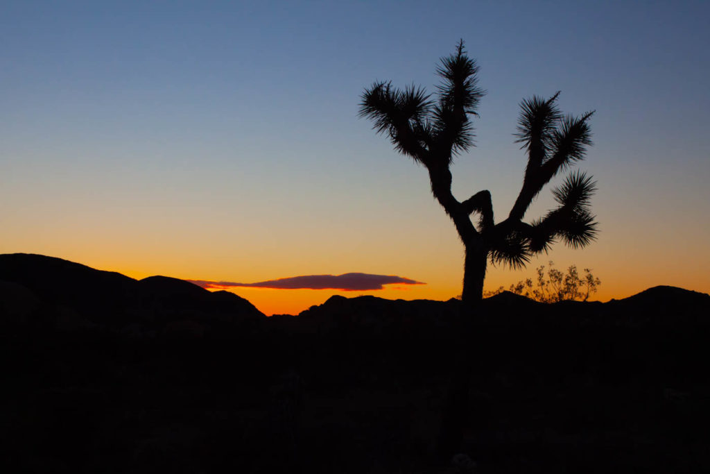 How the Federal Government Shutdown Affected Joshua Tree National Park #vezzaniphotography