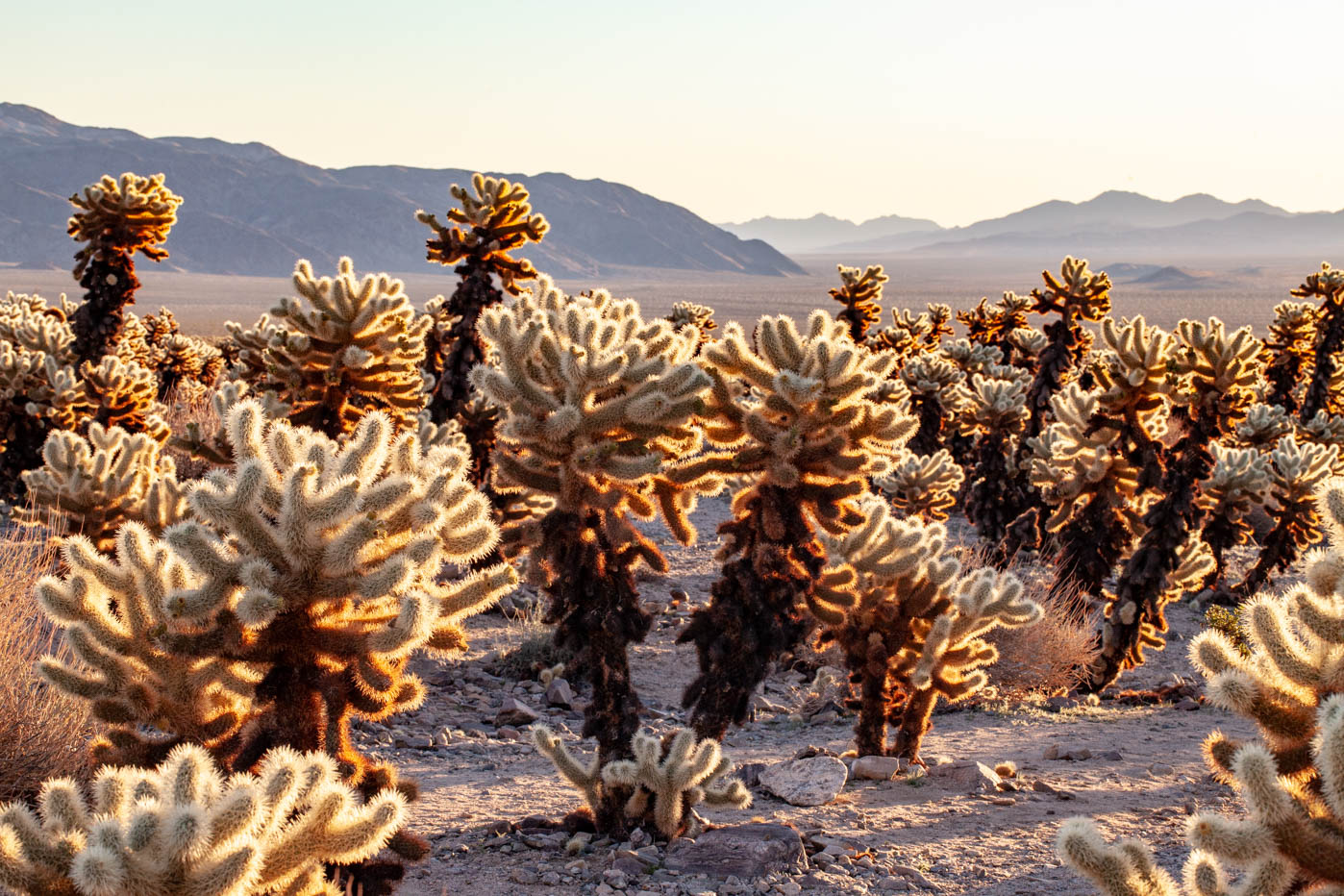 9 Must-see Locations at Joshua Tree National Park - Cholla Cactus Garden #vezzaniphotography