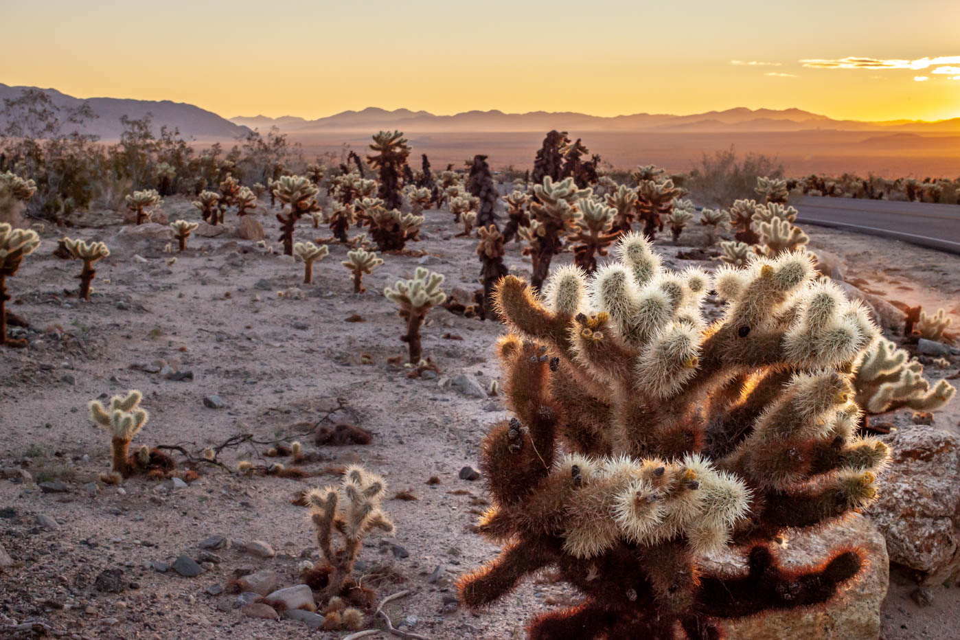 9 Must-see Locations at Joshua Tree National Park - Cholla Cactus Garden #vezzaniphotography