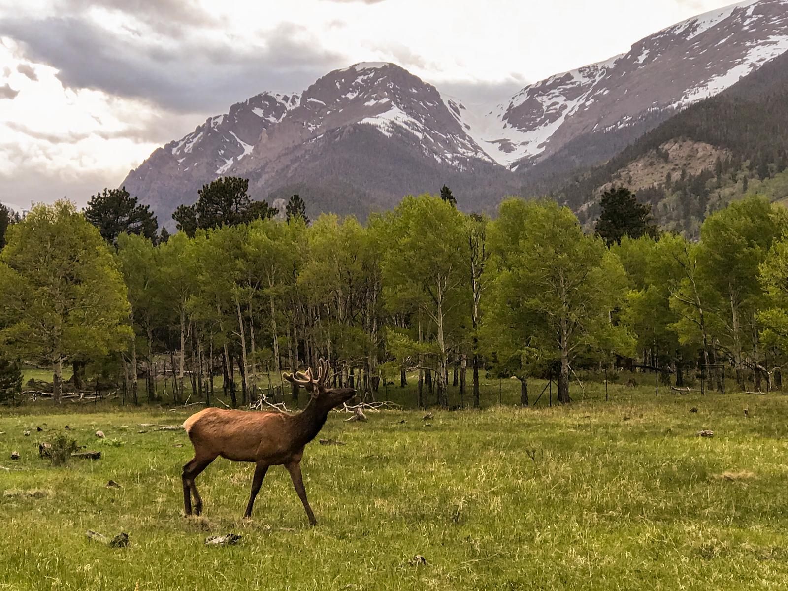 Elk at Rocky Mountain National Park, Colorado #vezzaniphotography