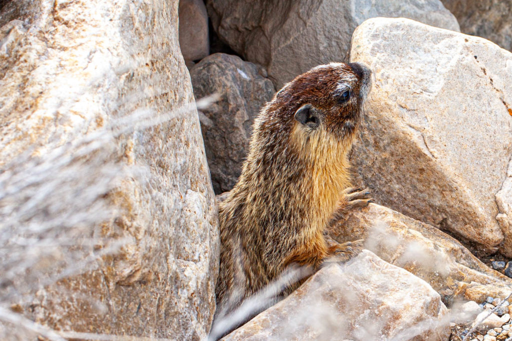 Marmot at Great Basin National Park
