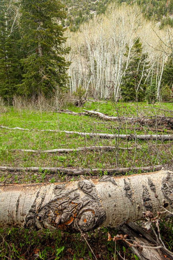 Timber Creek Trail at Great Basin National Park #vezzaniphotography