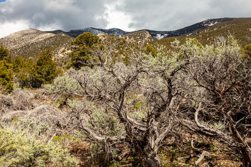 Snake Creek Road Great Basin National Park