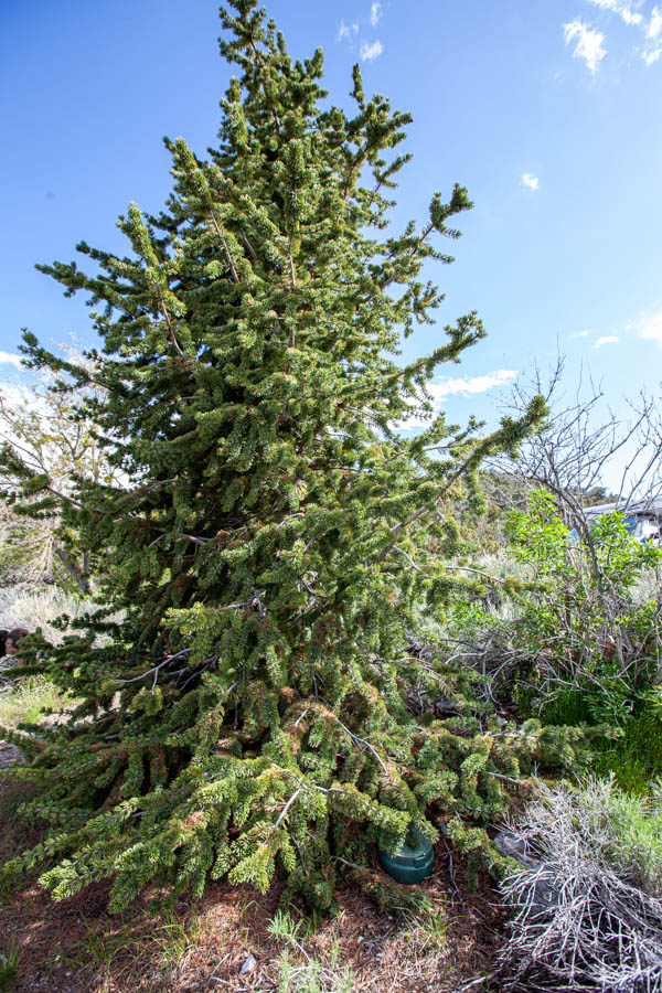 Young Bristlecone Tree at Great Basin National Park