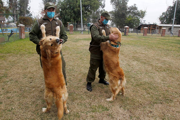 Un estudio afirmo que los perros son capaces de detectar personas con Covid