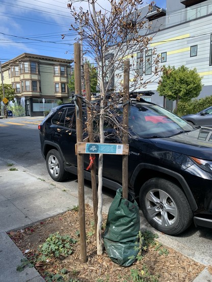 Street tree with brown leaves and drooping branches. It is obviously dead