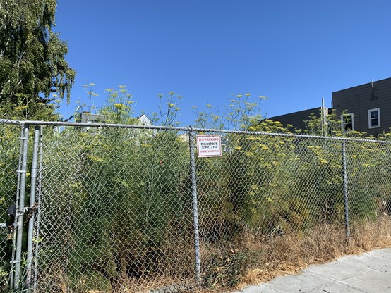 Fenced lot that has turned into a jungle of eight foot high fennel plants