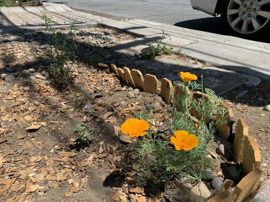 California poppy plant with 3 orange flowers, and a small coyote mint behind it with one purple flower