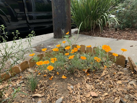 same California poppy plant with over a dozen flowers but you can barely see the coyote mint