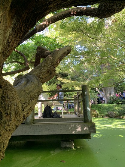 a man plays piano on a wooden platform above a mossy pond as dappled light filters through tree canopies. around the rim of the pond people sit watching