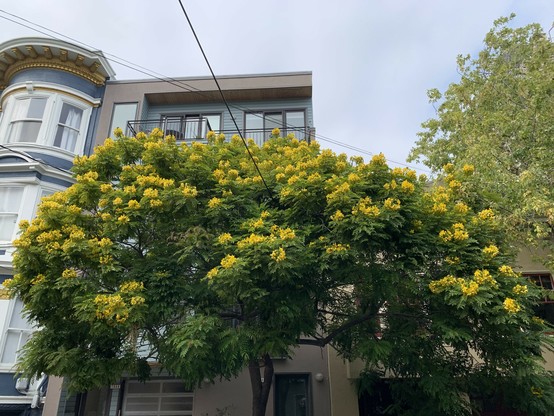 a street tree with a wide canopy with yellow flowers blooming. behind it are skinny 3 story over garage apartment buildings