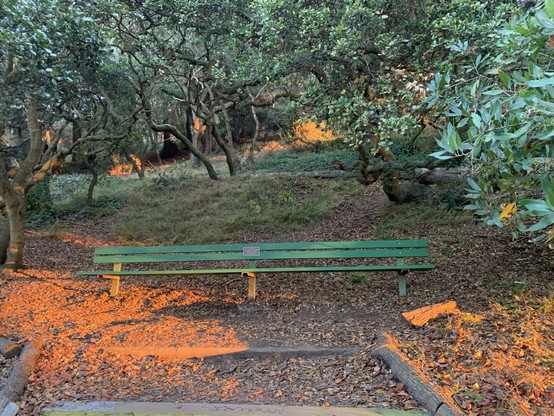 Late-afternoon sunlight turns patches of ground bright orange at the base of a gentle hillside in a park, where a wide green wooden bench and coast live oak trees are visible.