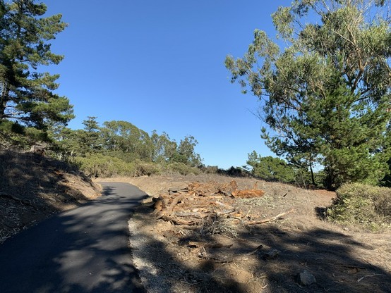 Path continues, curving around higher ground on the left. Cut tree branches lie in a barren area to the right of the path, a tree is off to the left.