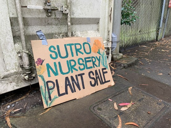 Sutro Nursery Plant Sale. Hand-drawn propped cardboard sign with art of orange and yellow flowers, one with a purple butterfly resting on top.