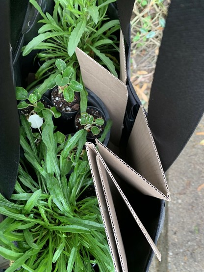 Two gallon pots of wallflower and several thin deep pots of buckwheat in a bike bag. None are in bloom currently, it’s just green leaves.