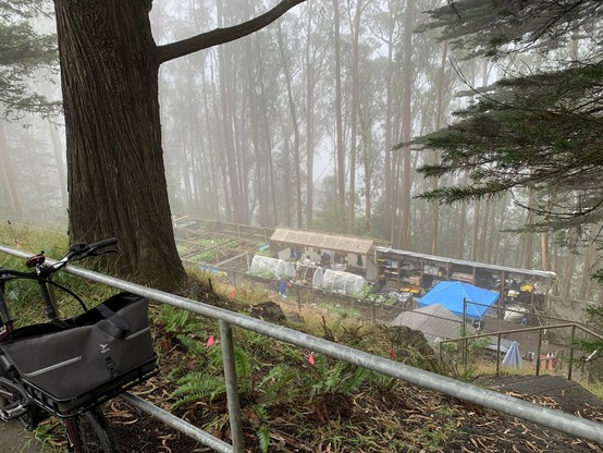 View downhill to the nursery, on a long strip of land from left to right. It’s foggy and there’s a euc forest behind