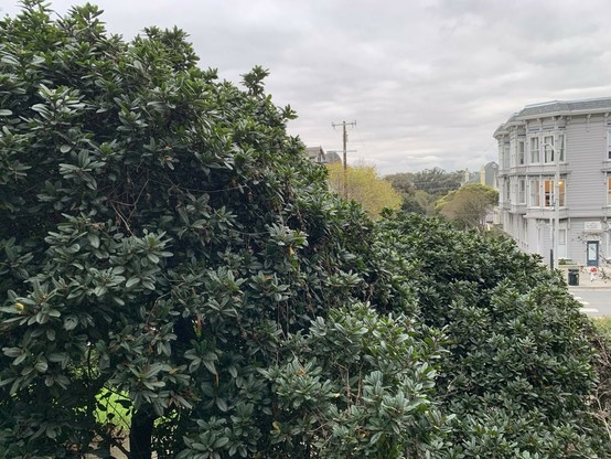 A wide and tall coffeeberry shrub fills 3/4 of the frame, while beyond it across the street is a three-story Victorian apartment building with bay windows. The shrub has deep green leaves.