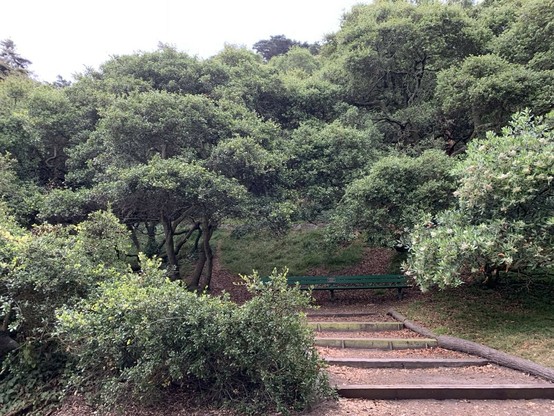 A wide park path rises up a gentle incline with wooden steps to a bench, under and surrounded by coast live oak trees.