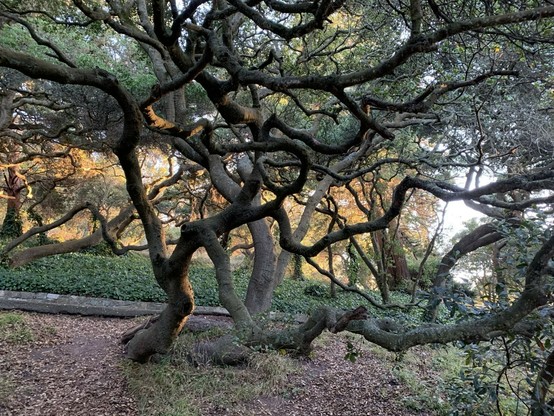 The underside of some coast live oak trees, showing how their branches grow in a spirally fashion.