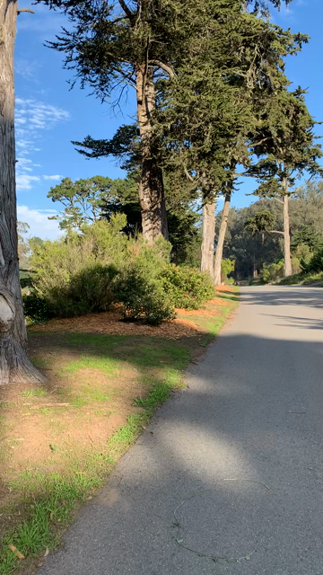 Video biking on Overlook in the park, pointed at the new plants