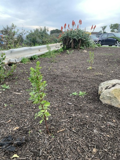 A small shrub with spiny green leaves grows in a vertical form, perhaps 2-3 feet high, in a roadside garden era mulched with twigs and thin wood chips, alongside a few other small plants and a stone. A metal guardrail runs across the back of the space, and in the corner is a larger, more mature shrub with tall pinkish-orange flowers (that I don't think is native).