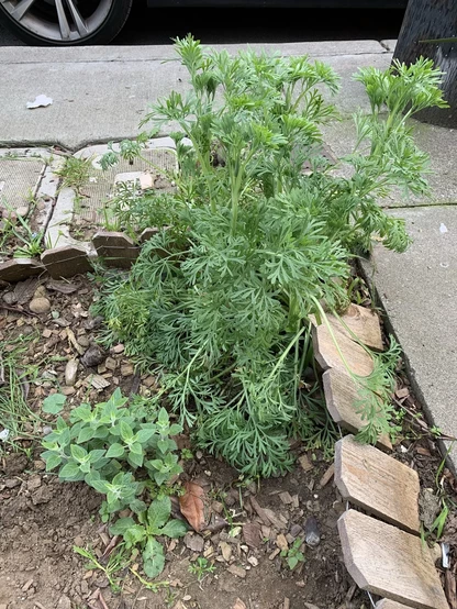 sidewalk garden with a 2.5 feet tall (not in bloom) California poppy plant, a non-woody plant with sort of parsley-like green leaves and a green stem.

to the lower left is a smaller coyote mint, with spear-like green leaves radiating outward in groups of four.