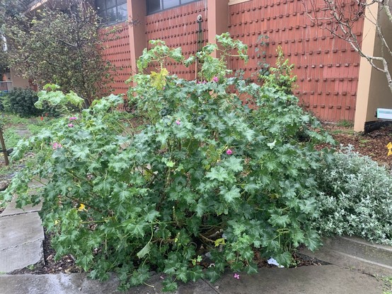 A shrub with large leaves and a few small pink flowers. Seems to be Malva assurgentiflora, or island mallow.