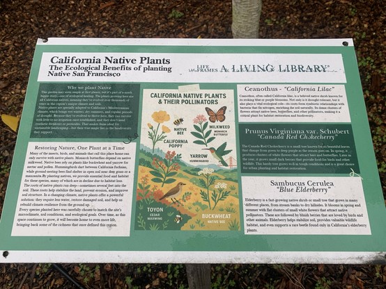 Information panel titled: "California Native Plants: The ecological benefits of planting Native San Francisco. Life frames a living library."

A bunch of text I can't fit here about the benefits of planting native, restoring nature, one plant at a time. A colorful drawing shows some California native plants and their associated pollinators: California poppy and native bees, milkweed and monarch butterfly, yarrow and hummingbird, buckwheat and native bee, toyon and cedar waxwing.
