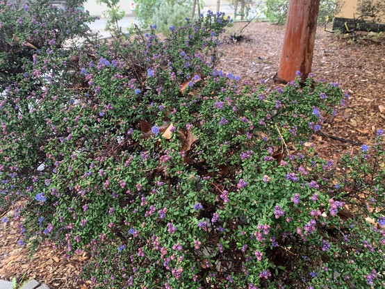 A row of two or three shrubs that look like one shrub at first glance, but there are two distinct types of flowers: one variety is more blue-indigo and larger, the other is smaller and purple. They have dark green leaves and are something in the Ceanothus genus, or mountain lilac.
