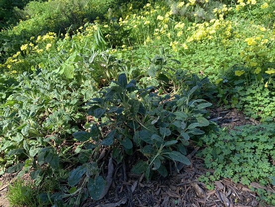 After photo of the buckwheat. There is still Bermuda buttercup around it, but not in it.