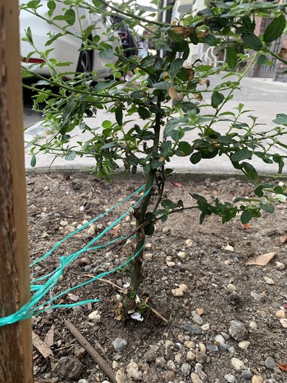 closer, head-on view of the plant. It’s growing in a vertical, tree-like form with one main stem as a result of being staked and several lower branches pruned.