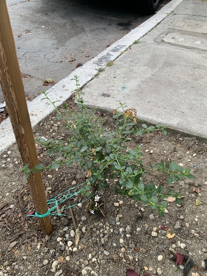 a small green plant in a sidewalk tree basin, tied to a wooden stake.