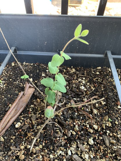 A viny plant has green leaves on a branch six or eight inches tall in a container.