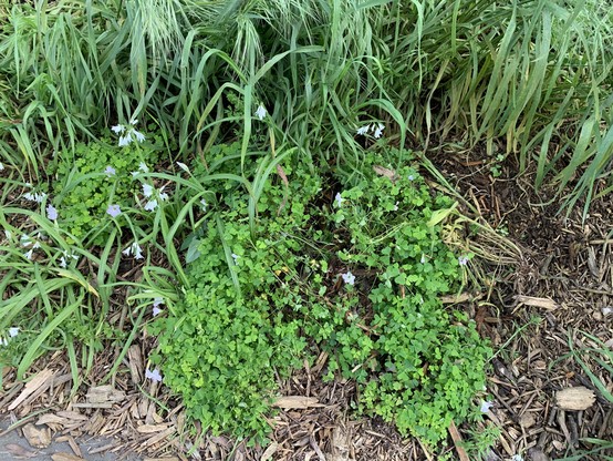 Invasive Oxalis, with clover-like leaves and five-pointed white flowers, grows between two other plants I don’t recognize but that seem to be here on purpose, one with drooping white flowers, another that’s like a tall grass.
