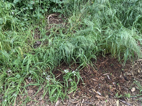 Same spot with the Oxalis gone.