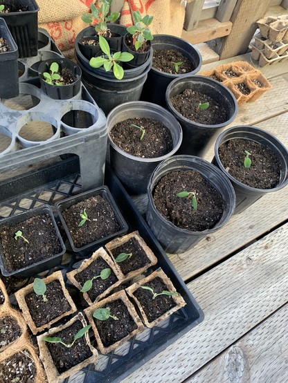 Potted plants of various sizes on a wood surface outside. The ones being referred to here have one or two spear-like green leaves, on stems of an inch or less above the level of soil.