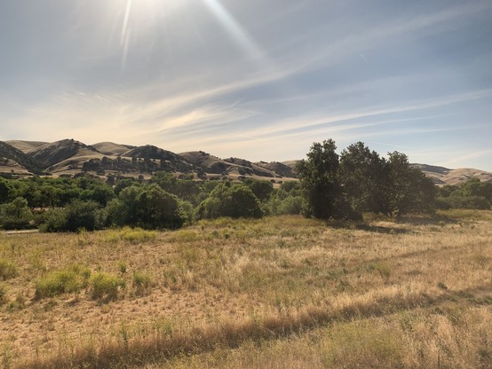 A set of rolling hills partly covered with shrubs, in other areas just grass. In the middle ground lowlying trees and in the foreground straw-yellow grass and dull green forbs.