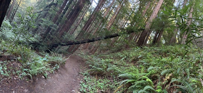 Panorama of a redwood growing sideways from left to right across a forest trail. There are many other upright redwoods and some ferns and stuff.