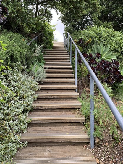 outdoor steps ascend, made of wood and metal plates with a metal railing on the right. Sundry shrubs and trees line both sides, mostly nonnative I think, but none I recognize as invasives and that might be a coast live oak at the top?