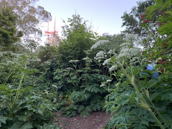 On the left and right side of a trail, and ahead, cow parsnip plants. They're taller than a typical adult even though they're not woody (not shrubs). Toward the top of each plant, many flower heads with white umbels, and lower down, large green leaves that look a bit like arugula. The red-painted top of a radio transmitter, Sutro Tower, is visible in the background.