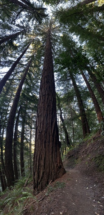 Vertical panorama of a thick-trunked redwood on the left side of a forest trail.